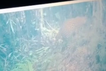 2 macan tutul terekam di lereng Gunung Semeru