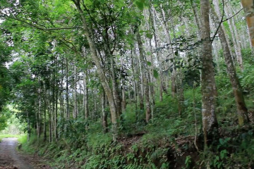 Hutan sosial tumbuhkan ekonomi masyarakat Sumbar