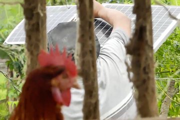 Memanfaatkan energi terbarukan untuk beternak ayam