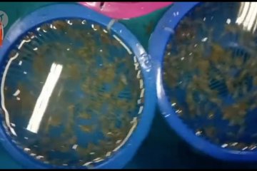 Polda Jatim gagalkan penjualan 3.149 benih lobster ilegal