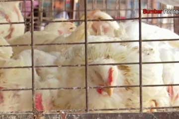 Wabah flu burung membunuh ayam dan bisnis unggas di India