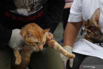 Tiga Pilar Pegadungan beri edukasi kucing bukan hewan untuk dikonsumsi -  ANTARA News