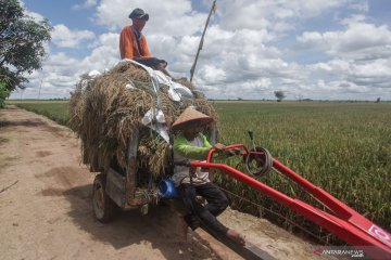 Kementan sebut food estate Pulang Pisau panen raya bulan Februari