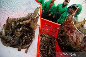 KKP: Sekolah vokasi turut dukung produksi udang nasional