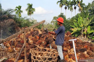 Akademisi: Label "no palm oil" bagian kampanye hitam sawit