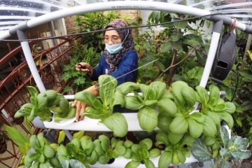 Ketahanan Pangan Dari Rumah
