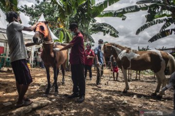 39 kuda delman di Jaksel dapat bantuan vaksinasi gratis