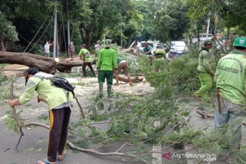 Pohon tumbang timpa satu mobil di Menteng