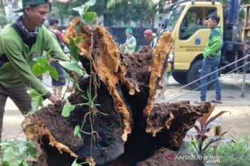 Sudin Pertamanan Jakpus  anggarkan alat cek kesehatan akar pohon