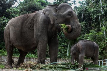 Gajah Sumatera bernama Sari lahirkan anak seberat 60 kg