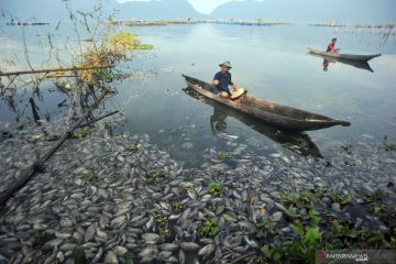 Kematian massal ikan menimbulkan polusi udara di Danau Maninjau
