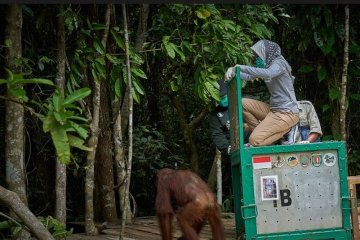 Tiga orang utan betina dipindah ke Pulau Salat Kalteng