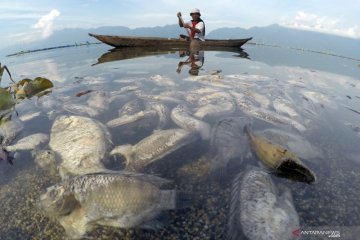 Ikan Keramba Jaring Ajung di Danau Maninjau ditemukan mati