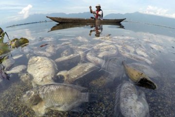 15 Ton Ikan Mati di Danau Maninjau
