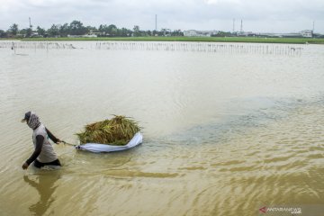 Banjir di Karawang rendam lahan persawahan