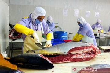 Menteri KKP optimistis ekspor tuna dari Ambon terus tumbuh