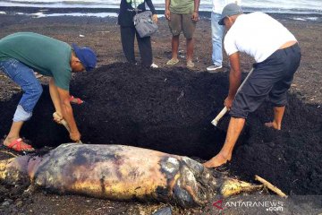 Bangkai Dugong di Dumai