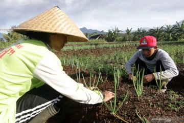 LSM: Anak muda solusi sistem pangan Indonesia berdaulat