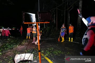 Pohon tumbang timpa pengendara di jalur Gunung Gumitir Jember