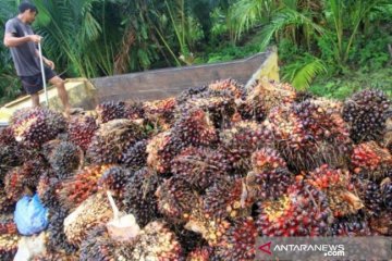 Harga sawit di Riau naik Rp14,21 per Kg