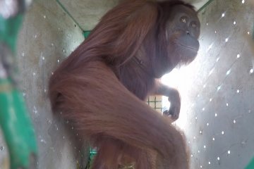 10 orangutan asal Kalimantan kembali ke habitatnya