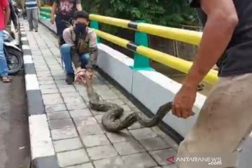 Warga Pegangsaan tangkap ular sanca di Kali Ciliwung