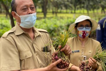Sudin KPKP Jakarta Utara panen 60 kilogram bawang Brebes