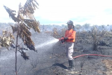 BPBD Agam kesulitan padamkan api bakar sawit warga