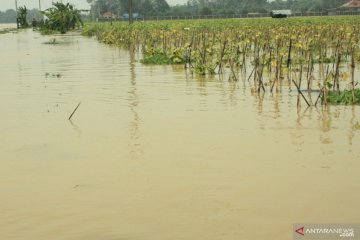 1.085 hektare sawah di Karawang terendam banjir