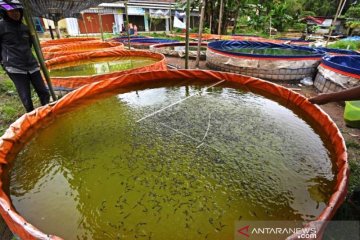 Peluang Budidaya Ikan Lele Masih Terbuka