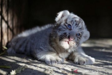 Dua bayi harimau putih di Pakistan kemungkinan tewas karena COVID-19