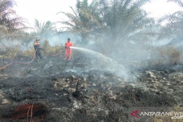 Dua hektare lahan kelapa sawit kembali terbakar di Agam