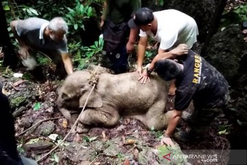 BKSDA Aceh evakuasi bayi gajah terjebak di kubangan lumpur