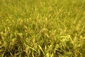 Petani Lebak, Banten mulai panen padi di tengah pandemi COVID-19