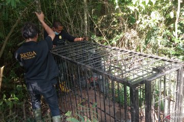 BKSDA Sumbar pasang dua perangkap, evakuasi beruang madu di Kelok 44