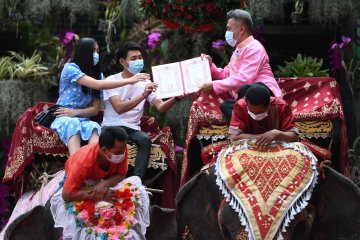 Pasangan di Thailand rayakan Valentine dengan menikah di atas gajah