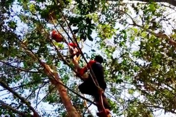 Tim BKSDA evakuasi orangutan dari kebun karet di Kotawaringin Timur