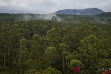 Kawasan konservasi esensial Sumsel disebut terluas di Indonesia