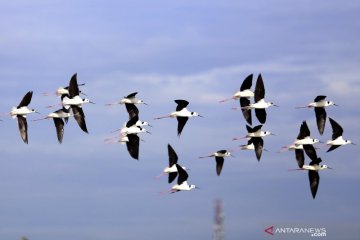 Habitat burung Gagang Bayam Timur