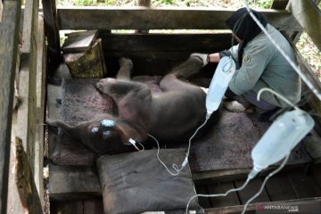 Perawatan seekor bayi gajah