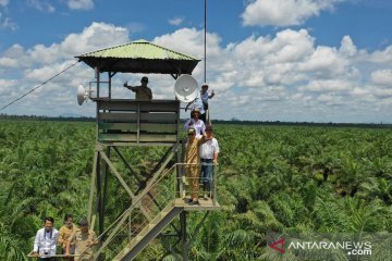 Peneliti: Perlu sistem birokrasi-anggaran ke pencegahan karhutla