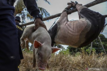 Penertiban peternakan babi ilegal