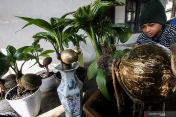 Bonsai tanaman kelapa