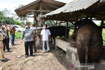 Gapoktan Bangka Tengah panen 152 sapi hasil penggemukkan KUR