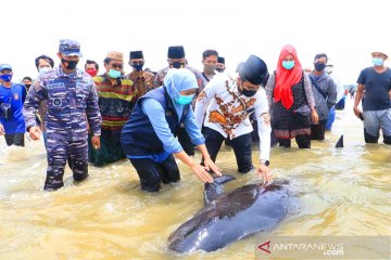 FKH Unair dilibatkan teliti sampel paus terdampar di Madura