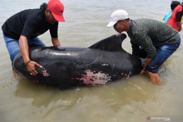 Puluhan paus pilot mati akibat terdampar di Bangkalan