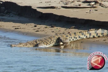 BKSDA: Nelayan Aceh diterkam buaya karena berenang ke habitat