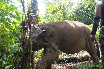 Mengubah konflik manusia-gajah jadi 'koeksistensi' penyangga TNBT
