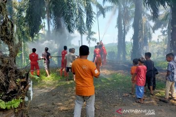 Lahan kelapa sawit di Agam Sumbar terbakar