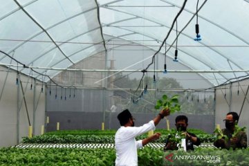 Pertanian Hidroponik Di Pesantren